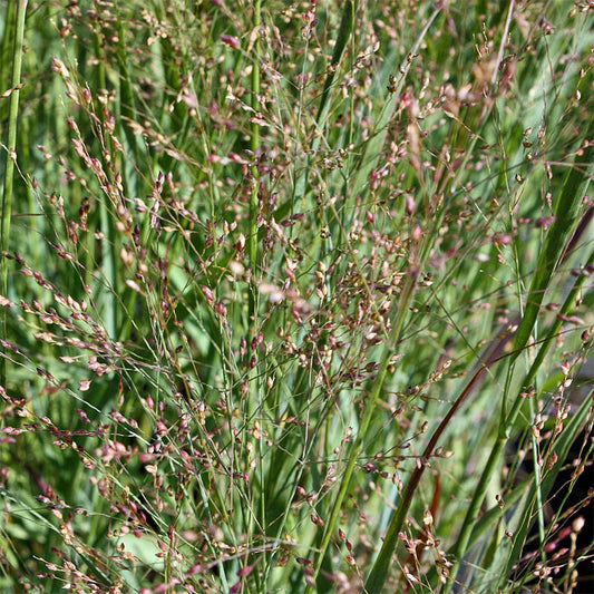 Panicum virgatum 'Heavy Metal'