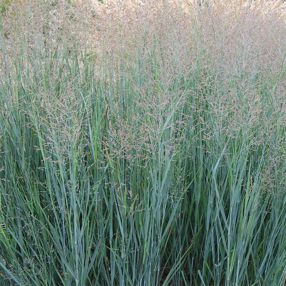 Panicum virgatum 'Heavy Metal'