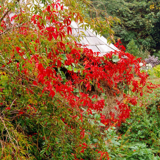 Parthenocissus quinquefolia, commonly known as Virginia Creeper, or American Ivy, climbing through tree at Barnsdale Gardens.