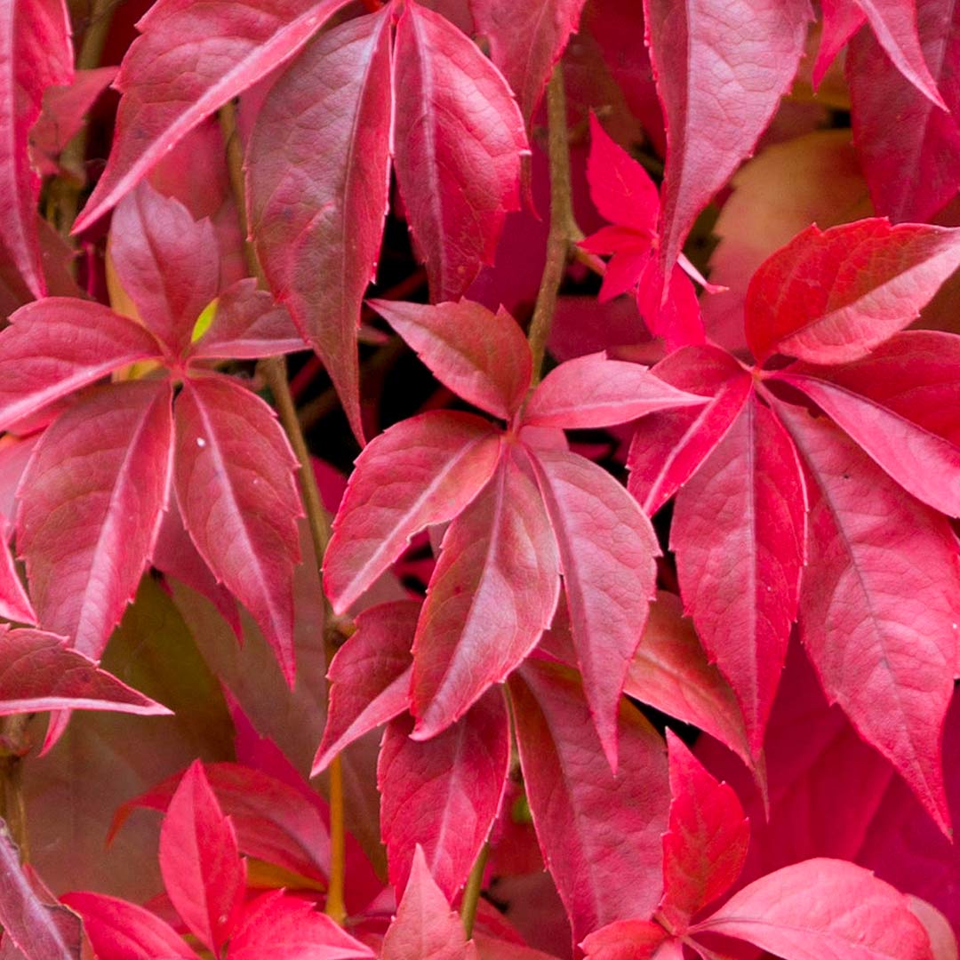 Parthenocissus quinquefolia (Virginia Creeper)