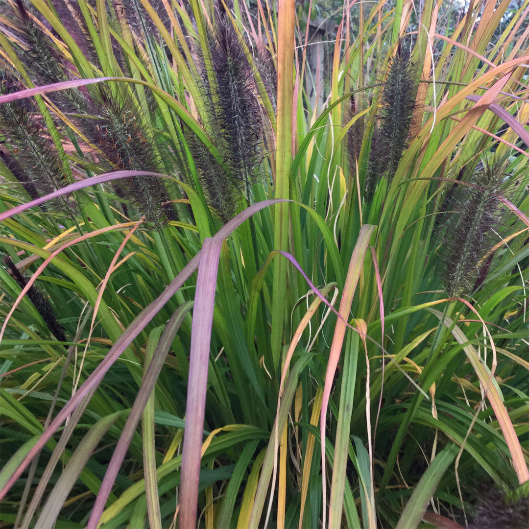 Pennisetum alopecuroides 'Black Beauty'