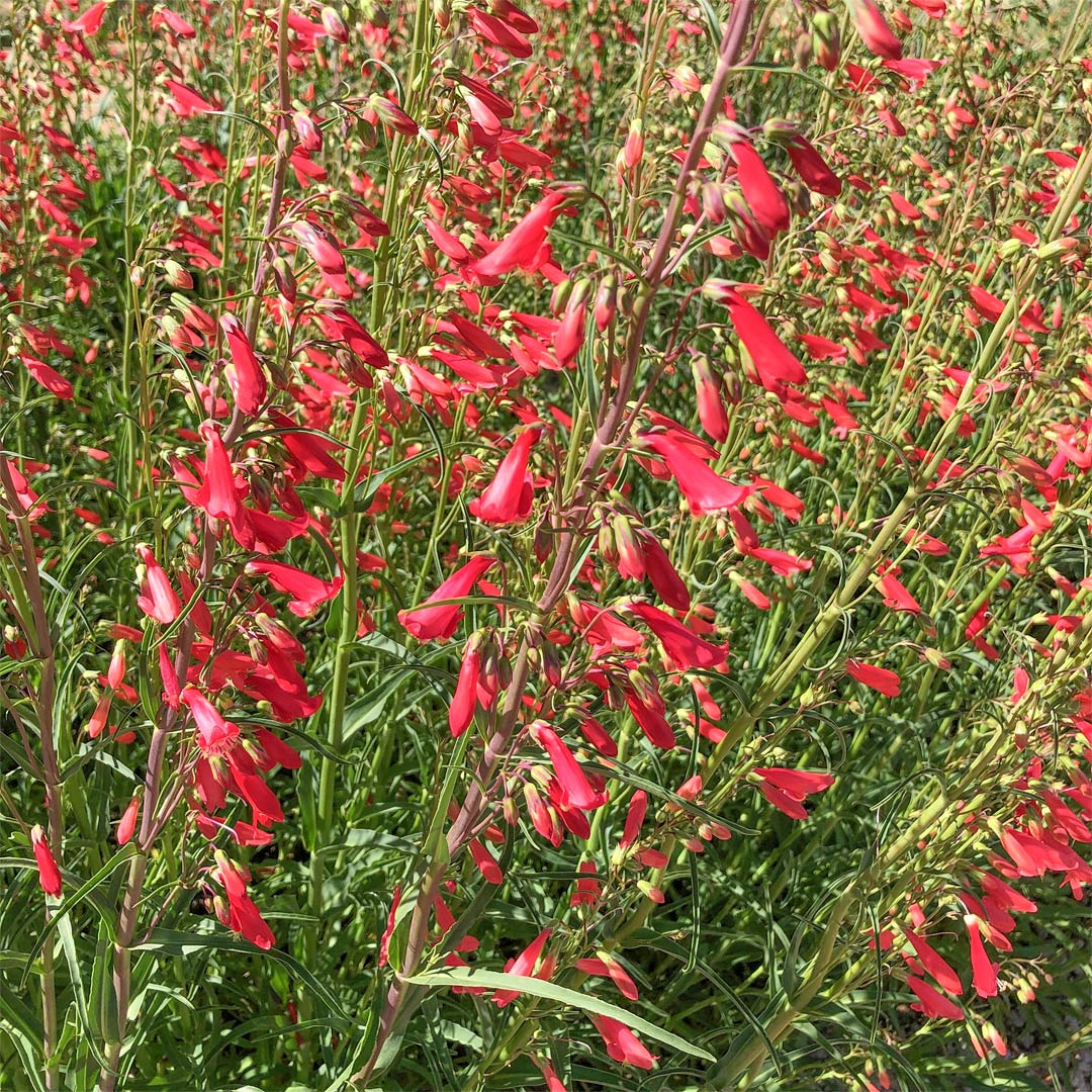 Penstemon barbatus coccineus