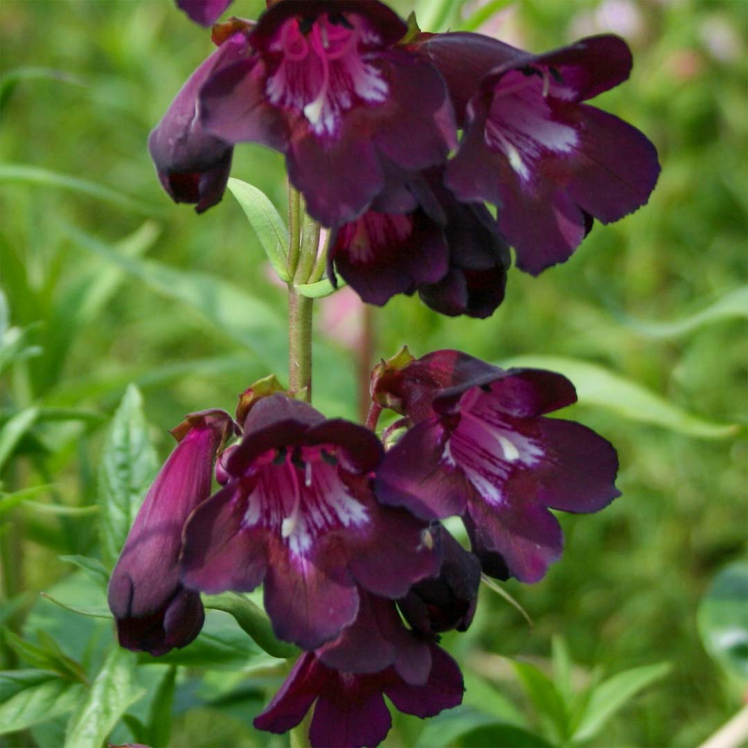 Penstemon Blackbird Barnsdale Gardens penstemon-blackbird-barnsdale-gardens
