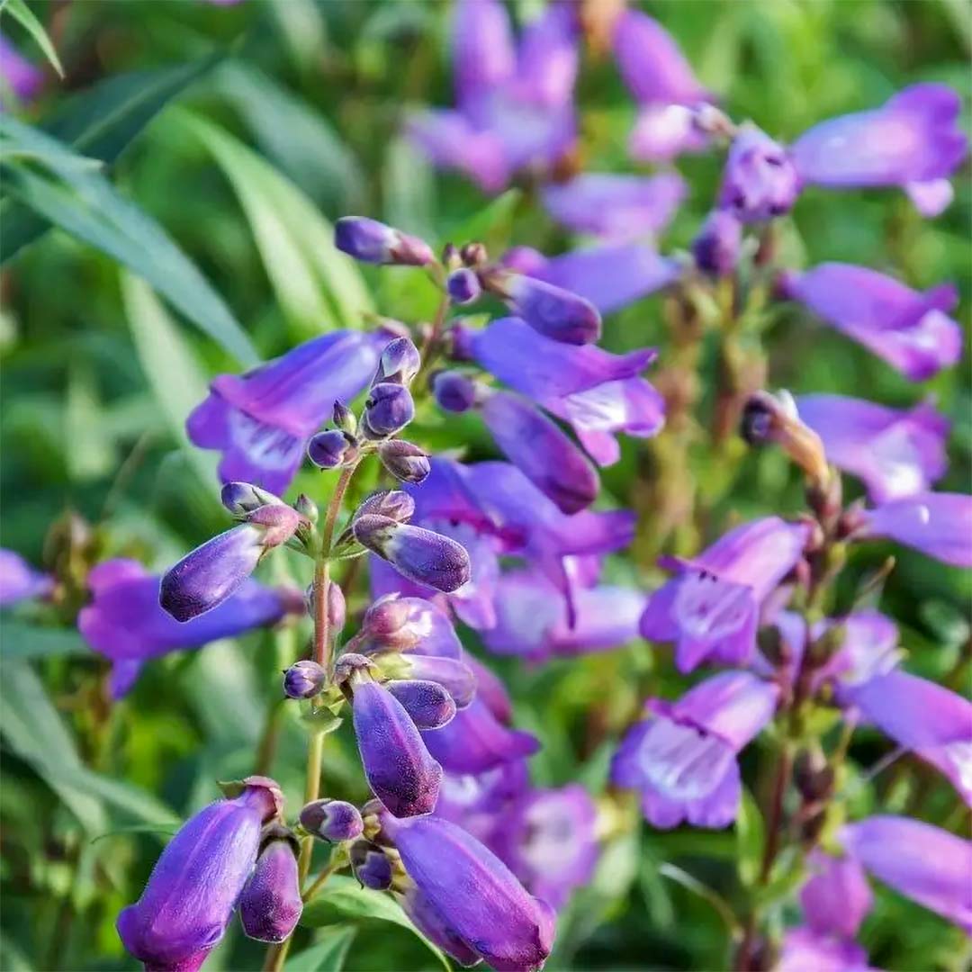 Penstemon 'Bodnant'