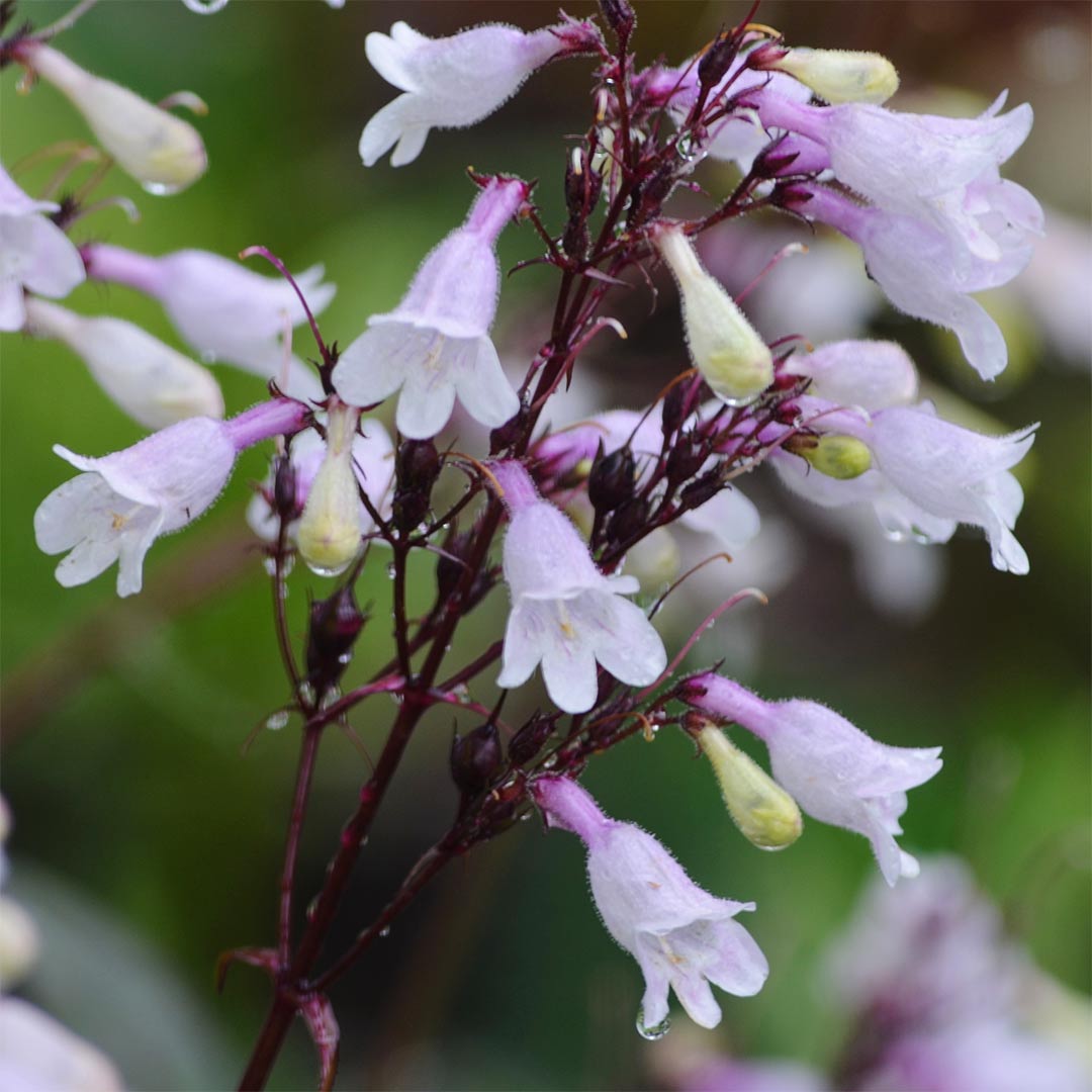 Penstemon digitalis 'Husker Red'