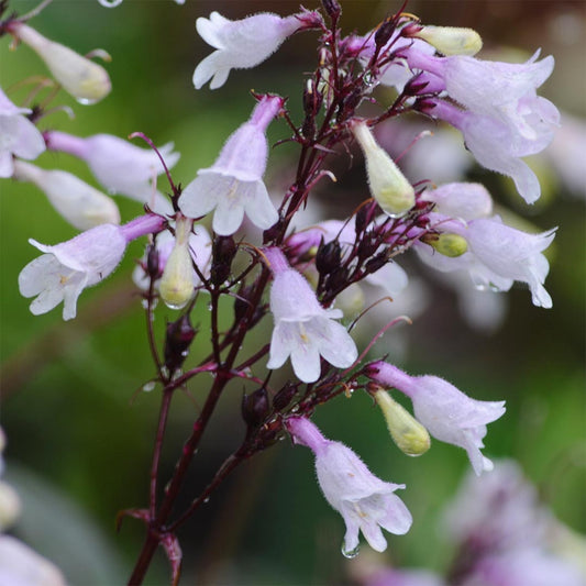 Penstemon digitalis 'Husker Red'