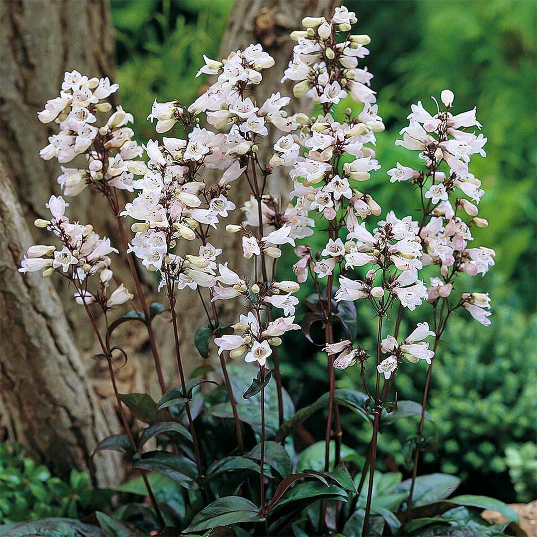 Penstemon digitalis 'Husker Red'