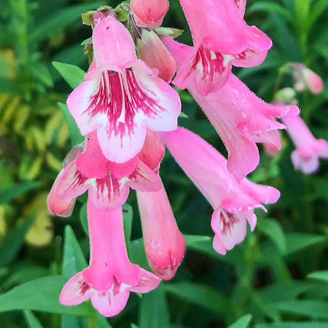 Penstemon 'Evelyn'
