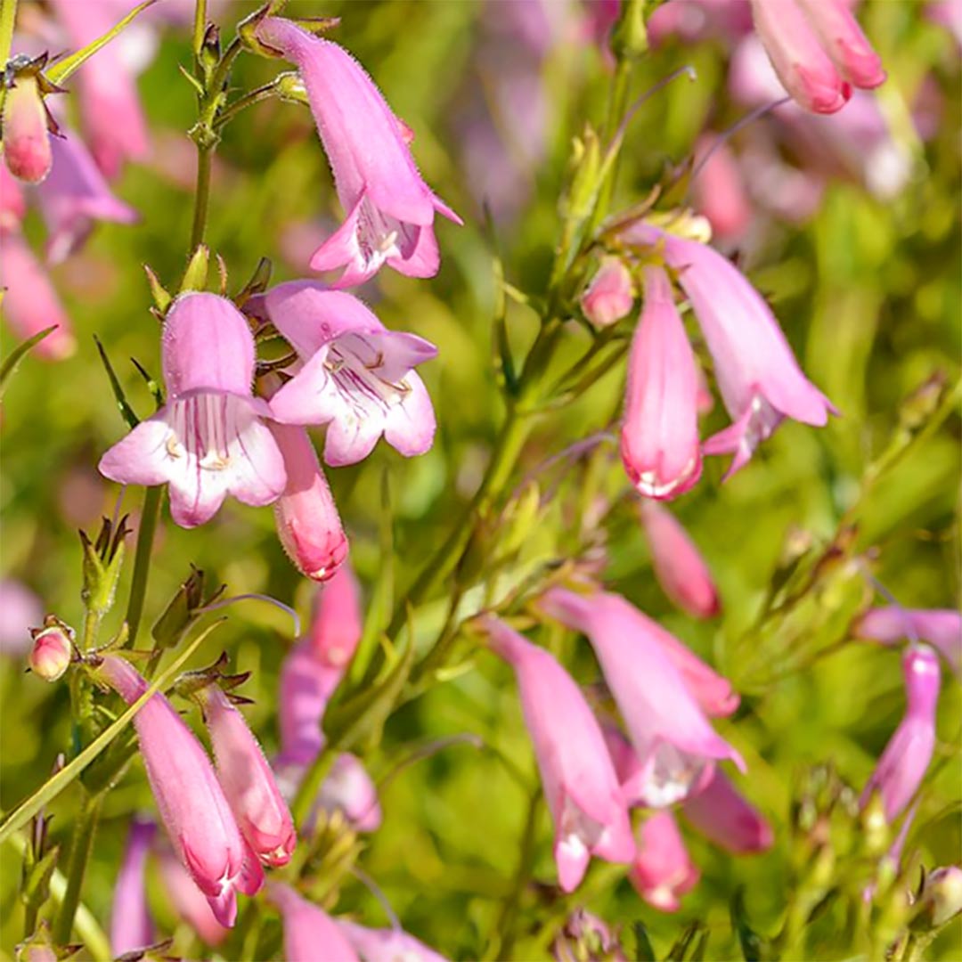 Penstemon 'Evelyn'