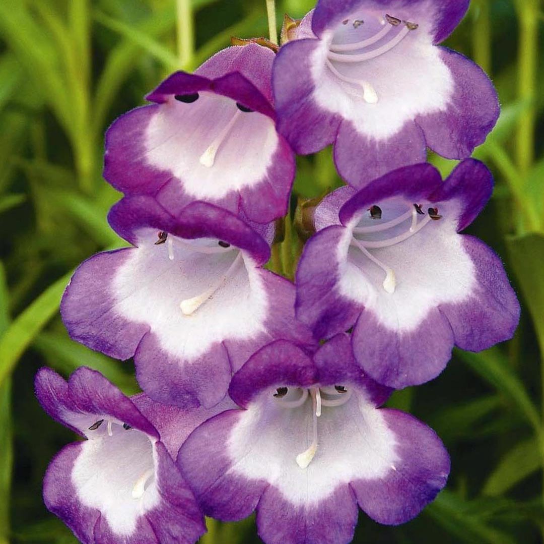 Penstemon 'Pensham Czar'