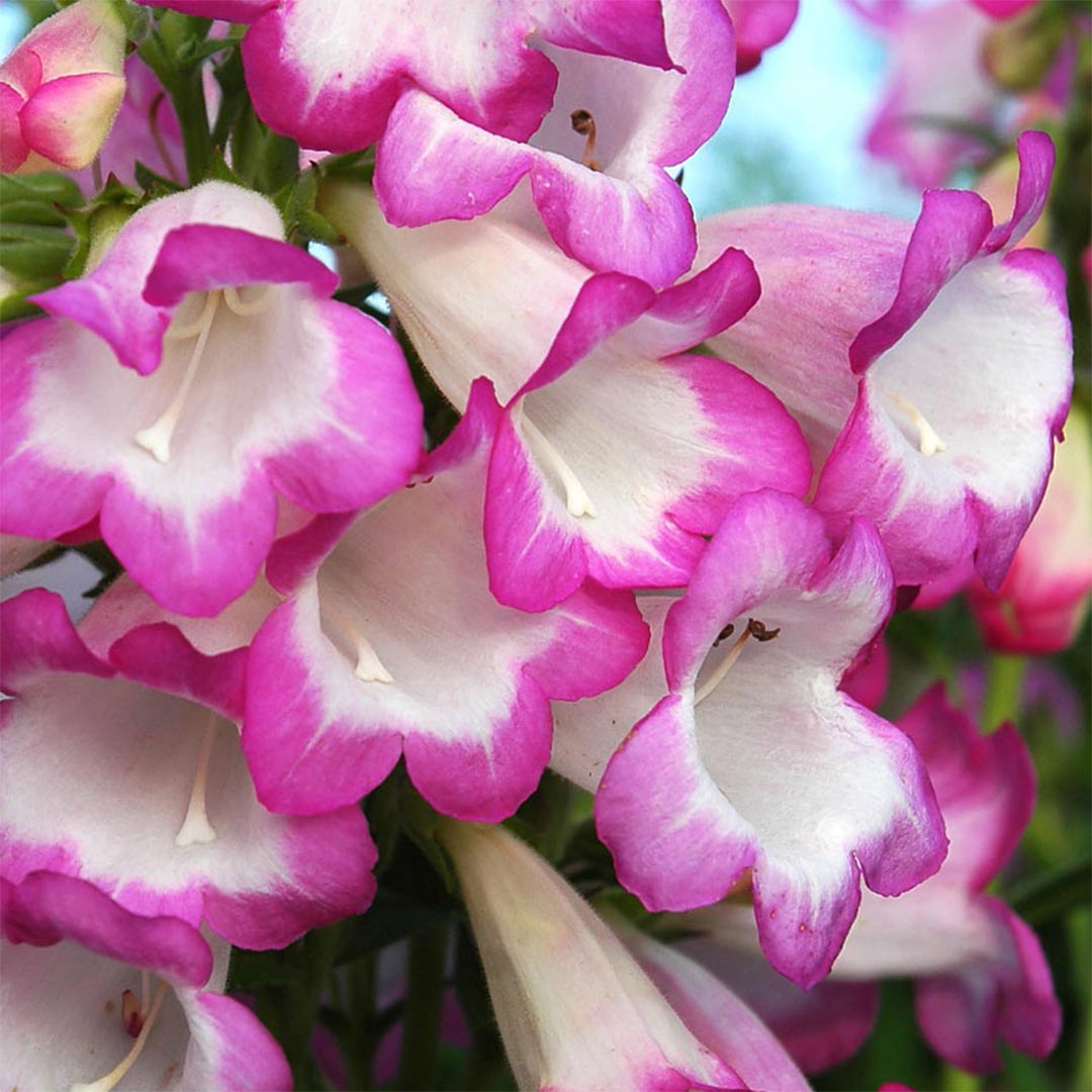 Penstemon 'Pensham Laura'