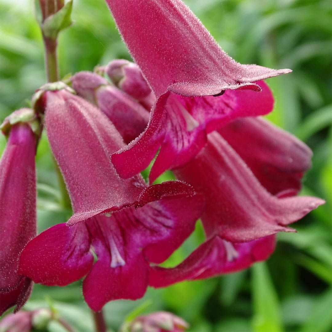 Penstemon 'Port Wine'