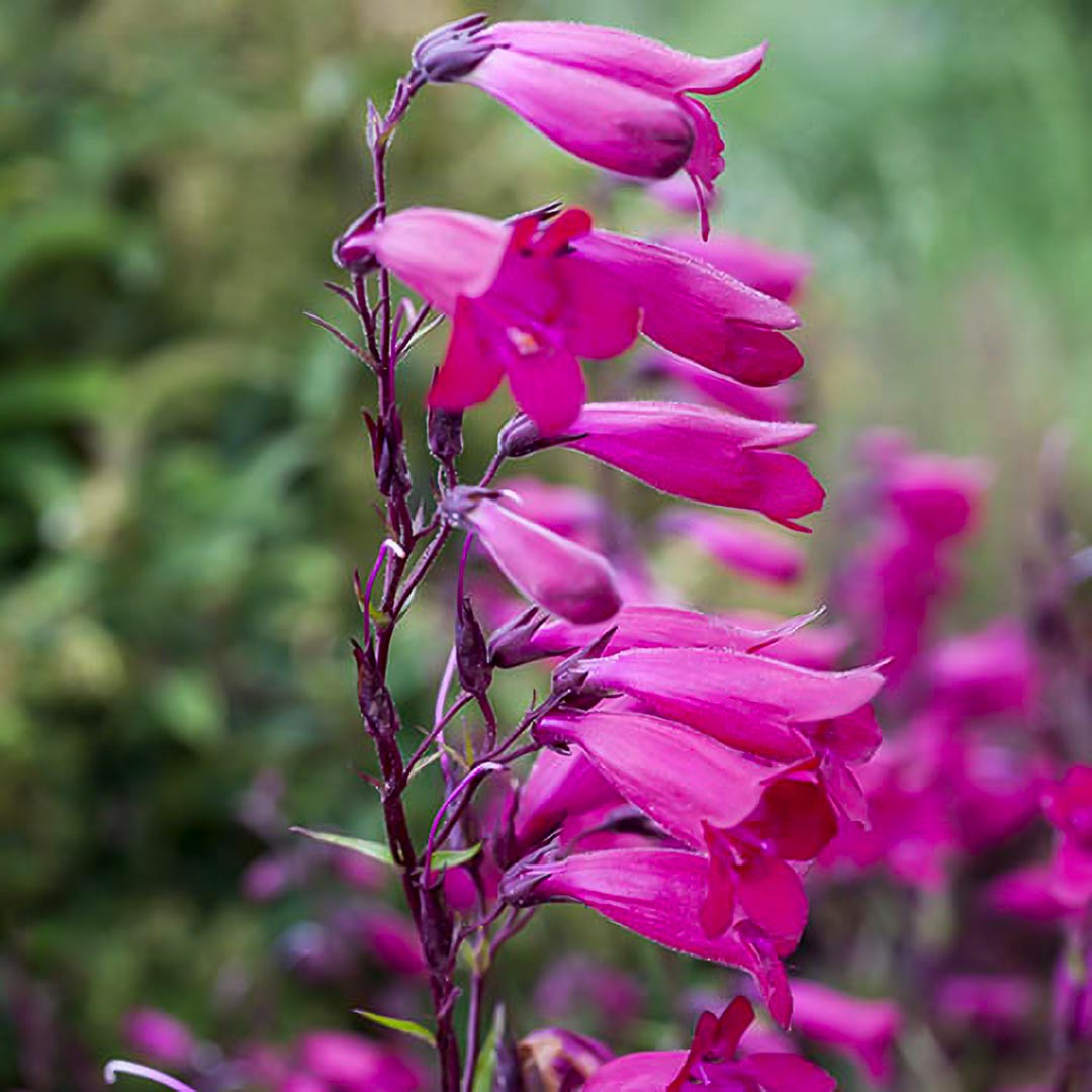 Penstemon 'Rich Purple'