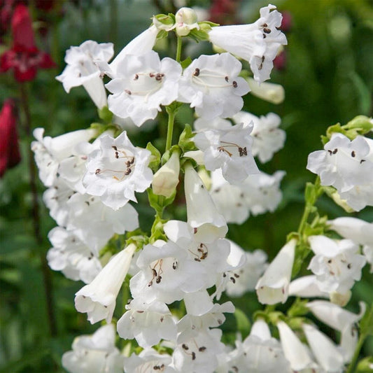 Penstemon 'Snowstorm'