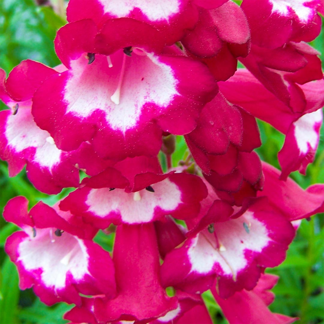 Penstemon 'Whitethroat'