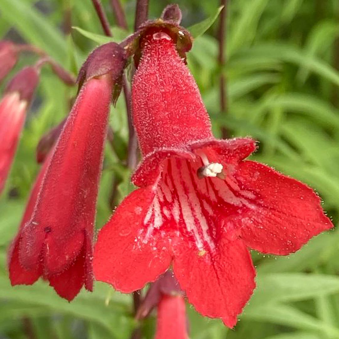 Penstemon 'Windsor Red'