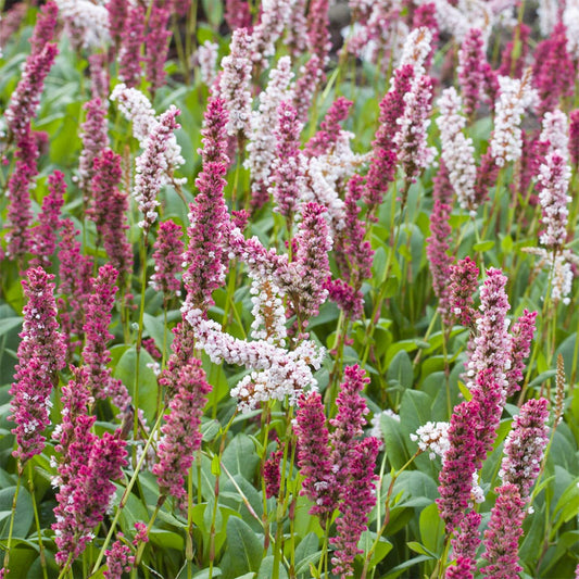 Bistorta affinis 'Superba'