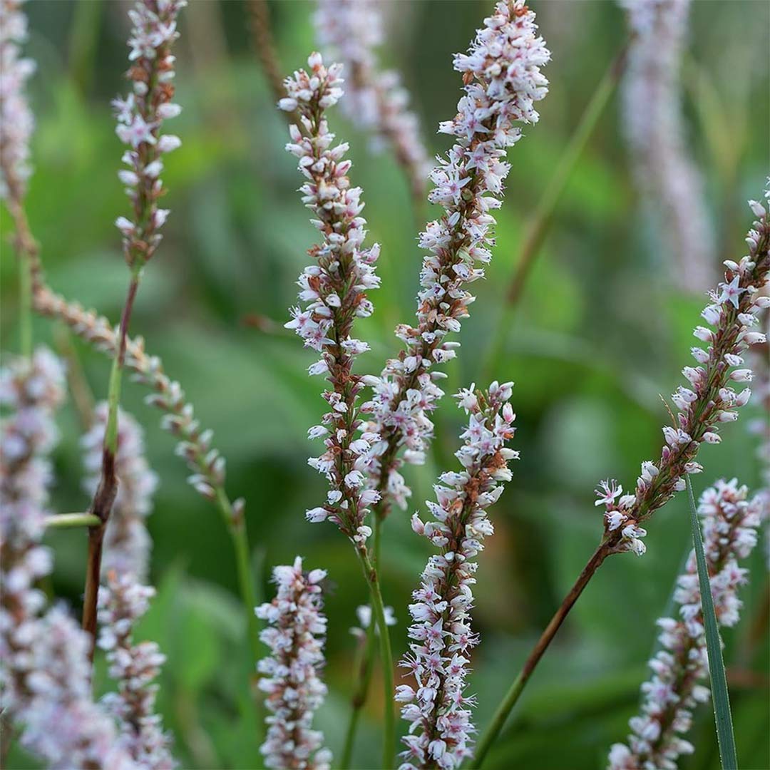 Persicaria amplexicaulis 'Alba'