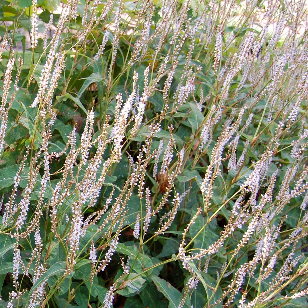 Persicaria amplexicaulis 'Alba'