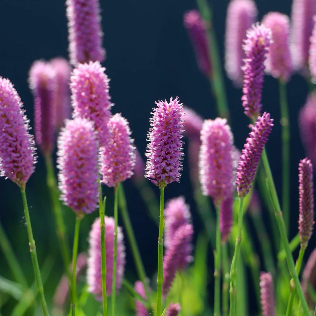 Persicaria bistorta 'Hohe Tatra'