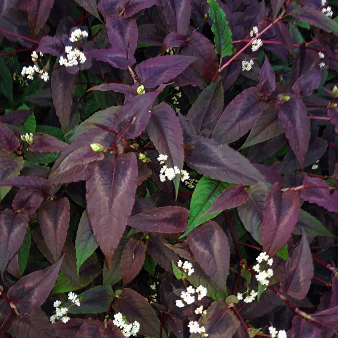 Persicaria microcephala 'Red Dragon'