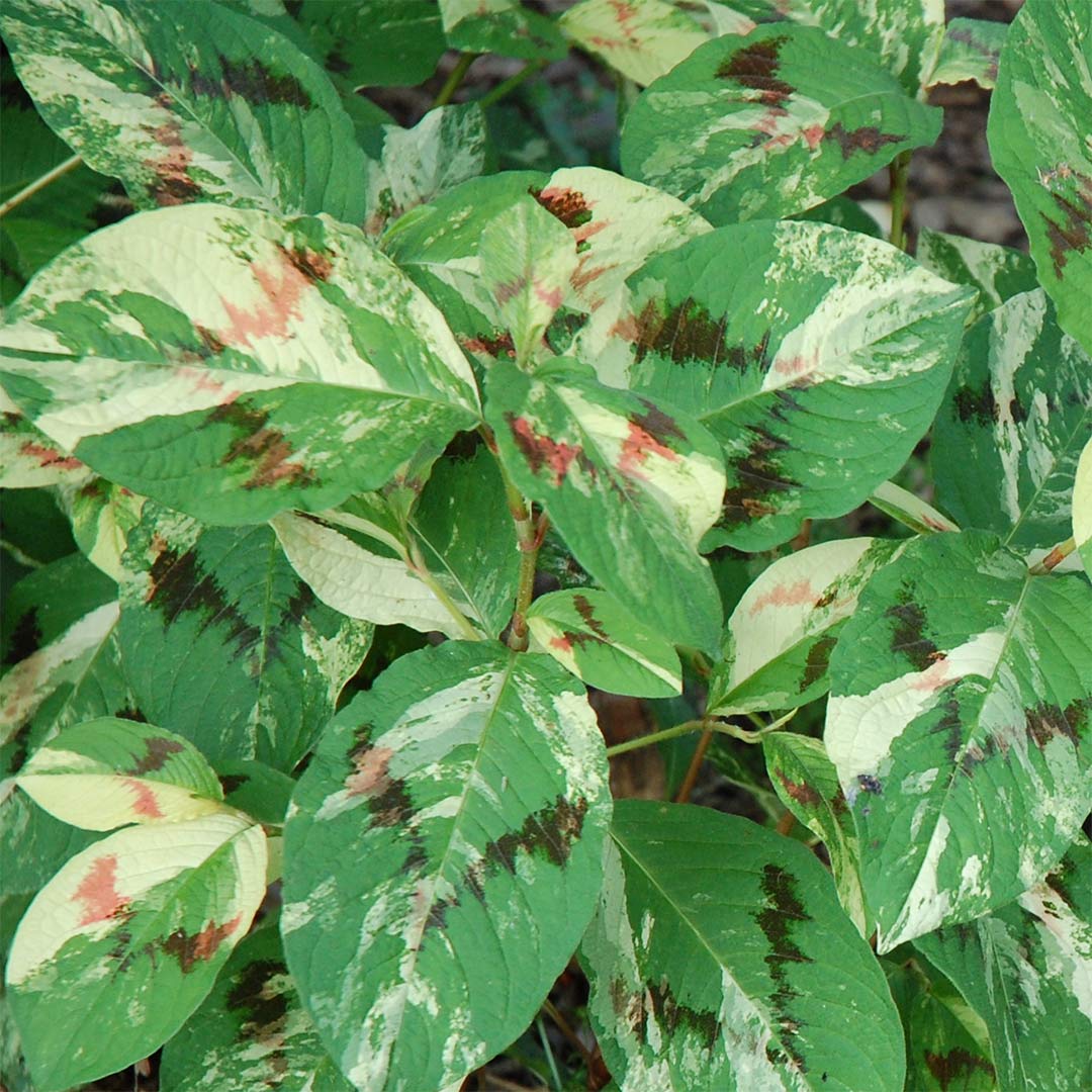 Persicaria virginiana 'Painter's Palette'