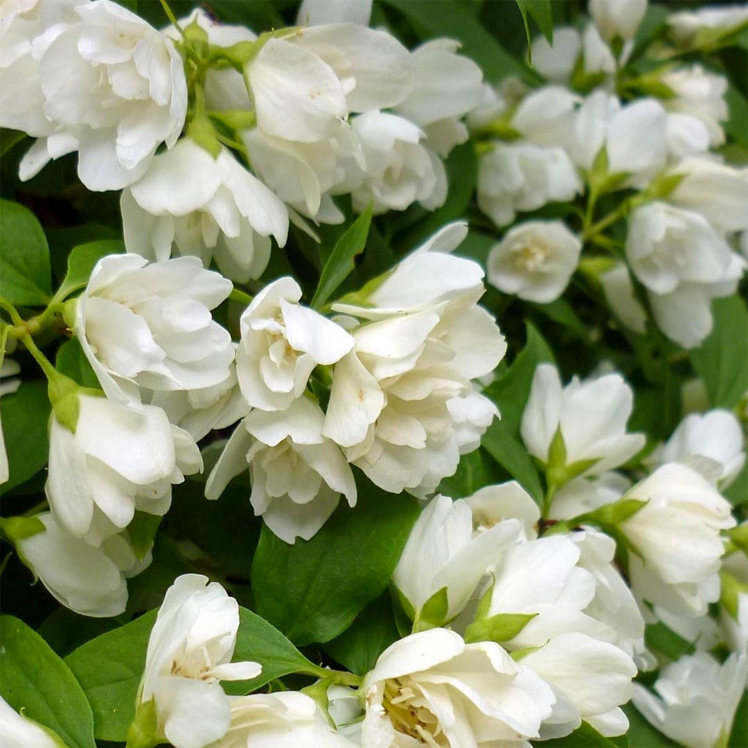 Philadelphus 'Snowbelle'