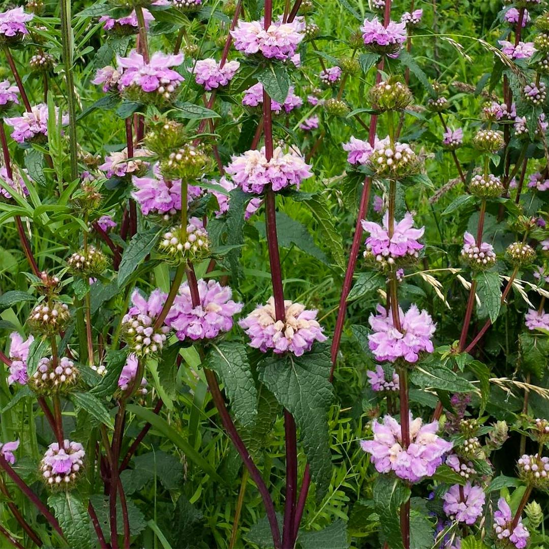 Phlomis tuberosa 'Bronze Flamingo'