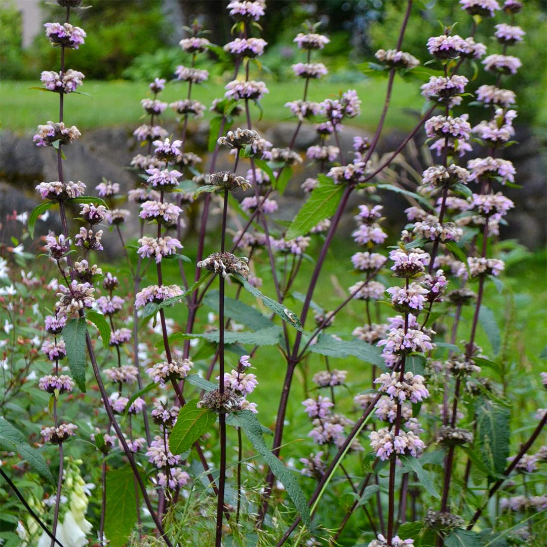 Phlomis tuberosa 'Bronze Flamingo'