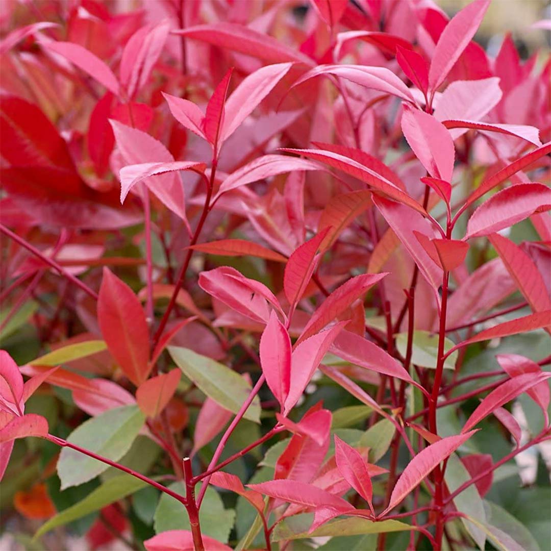 Photinia x fraseri 'Little Red Robin'