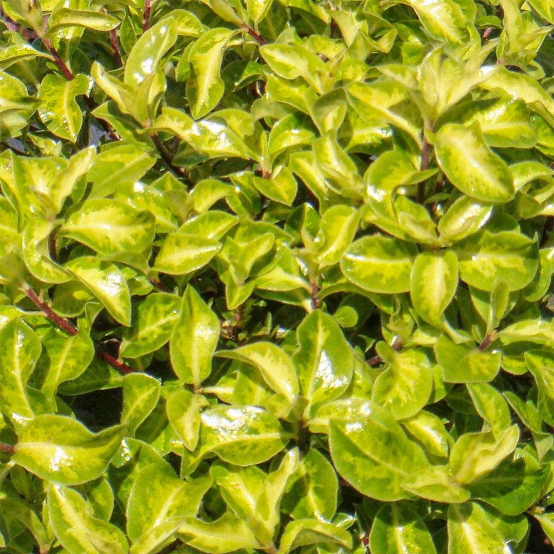 Pittosporum tenuifolium 'Golden Ball'