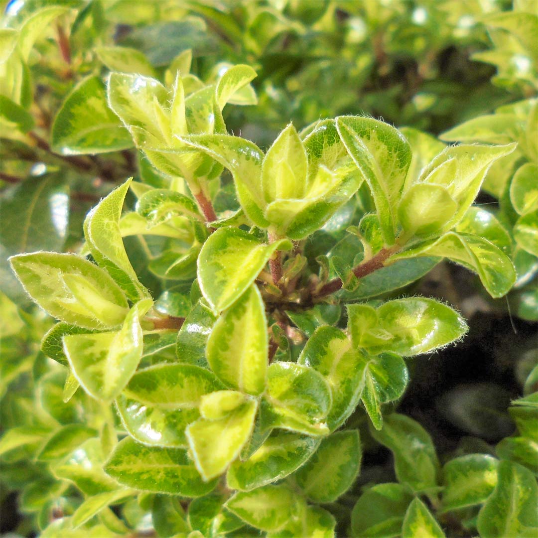 Pittosporum tenuifolium 'Golden Ball'
