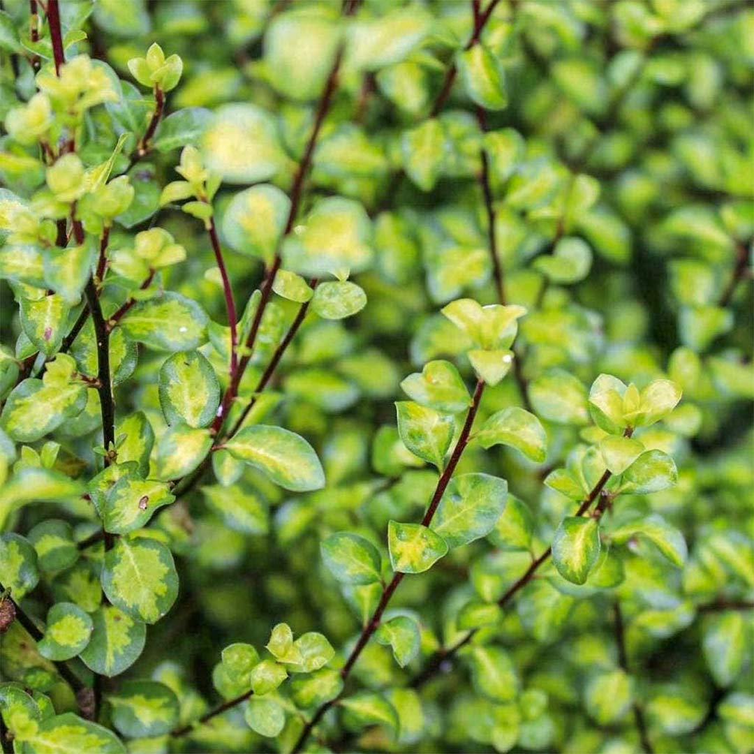 Pittosporum tenuifolium 'Tandara Gold'