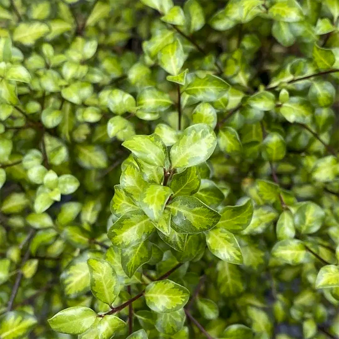 Pittosporum tenuifolium 'Tandara Gold'