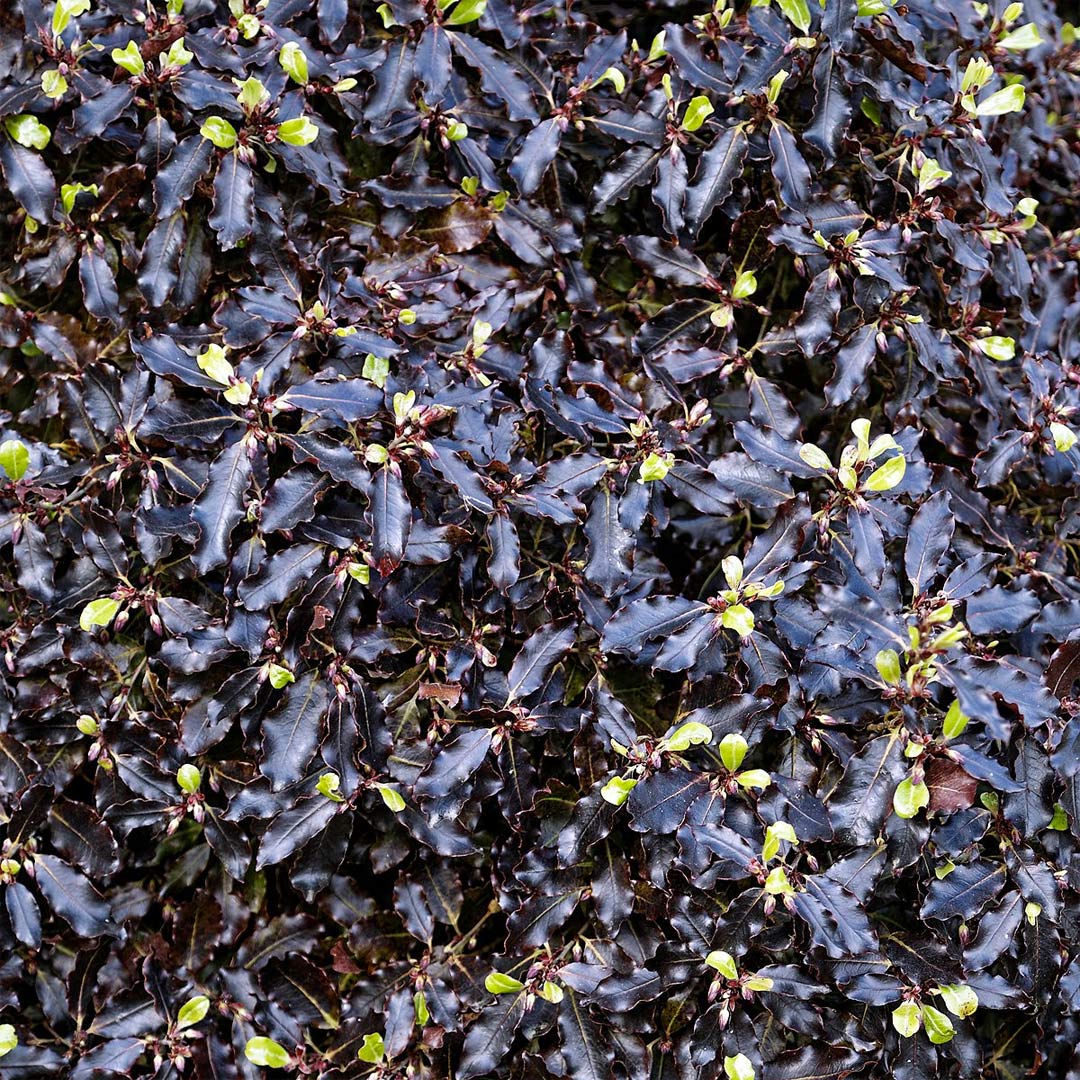 Pittosporum tenuifolium 'Tom Thumb'
