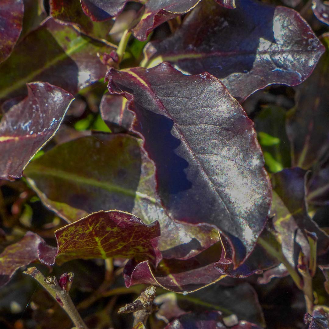 Pittosporum tenuifolium 'Tom Thumb'