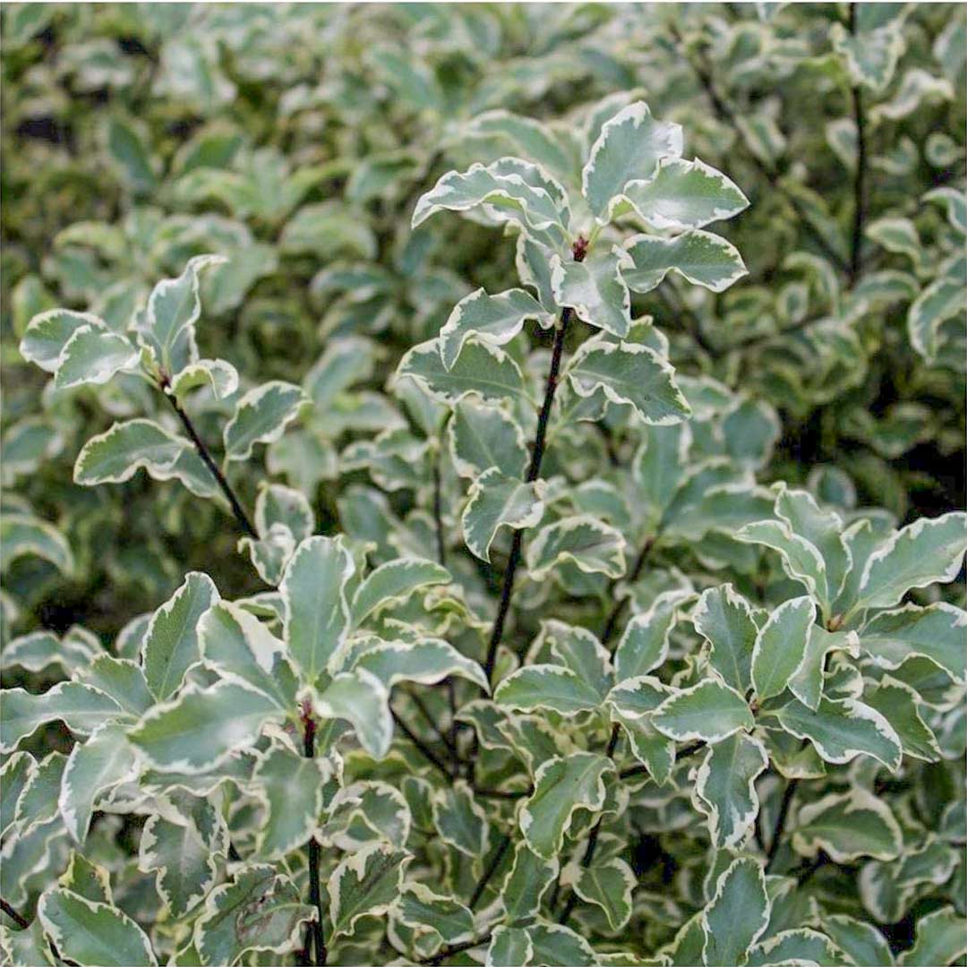 Pittosporum tenuifolium 'Variegatum'