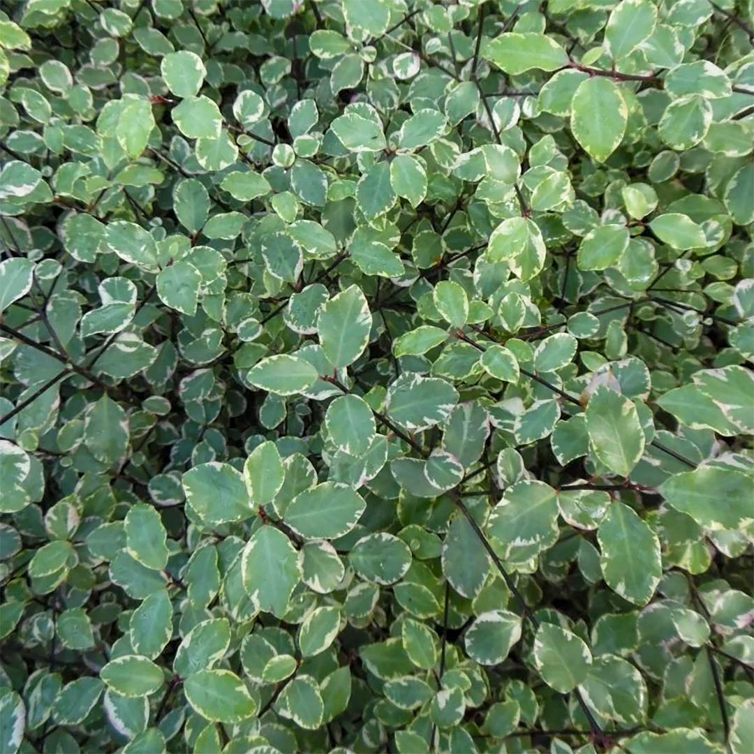 Pittosporum tenuifolium 'Victoria'