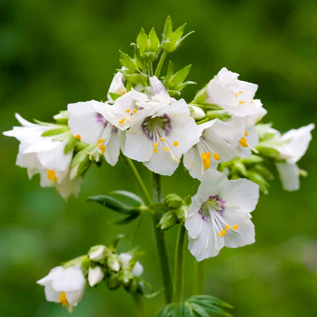 Polemonium caeruleum 'Album'