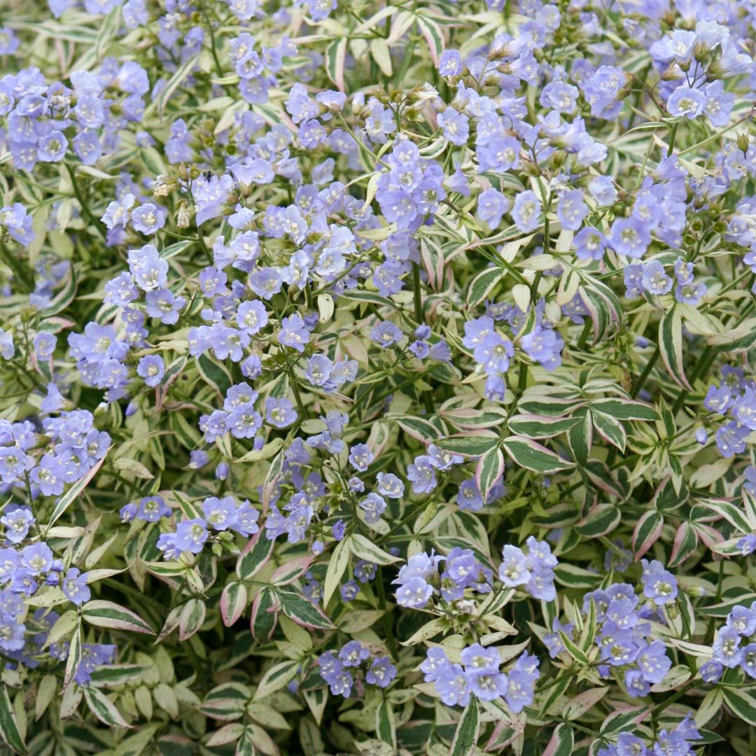 Polemonium reptans 'Stairway to Heaven'