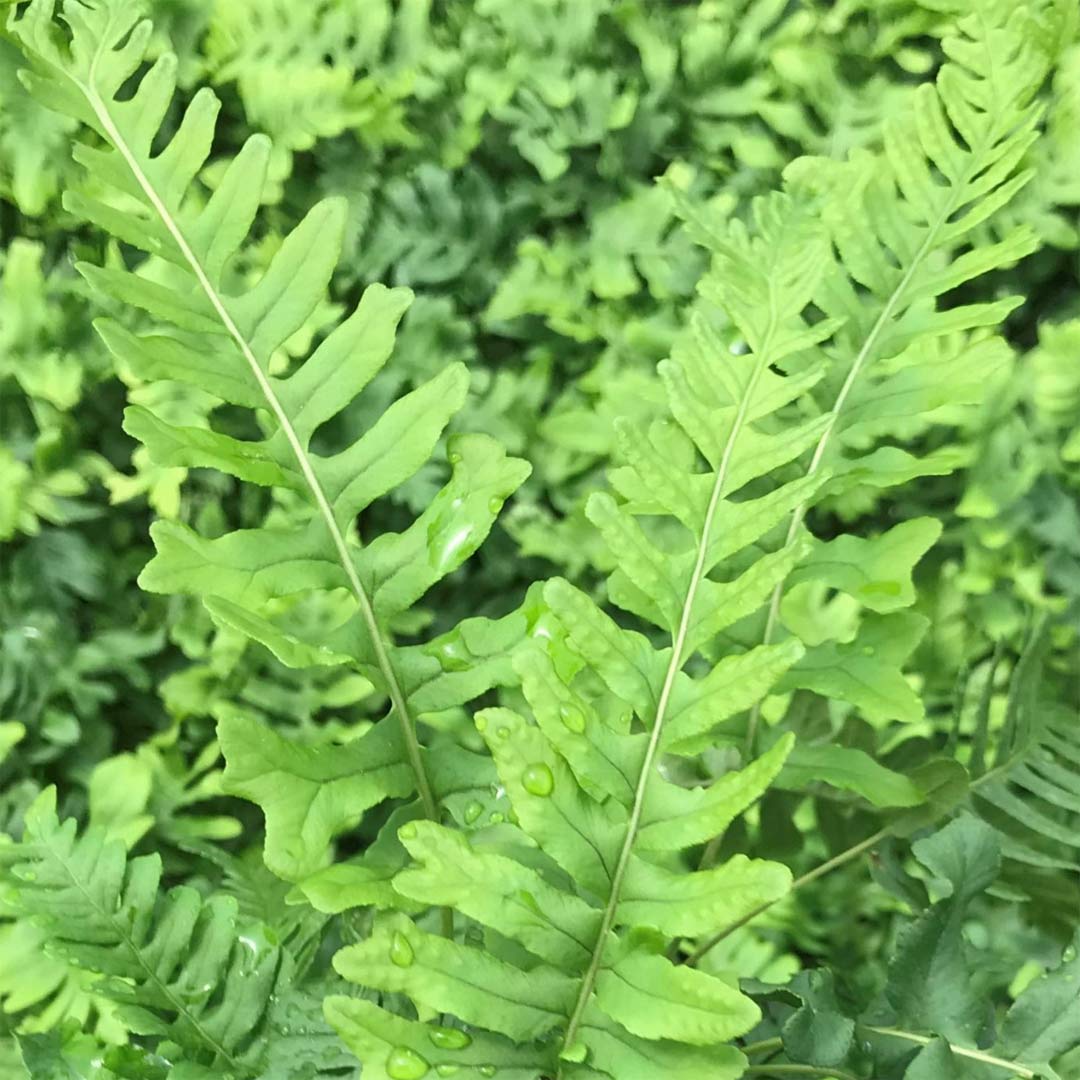 Polypodium vulgare