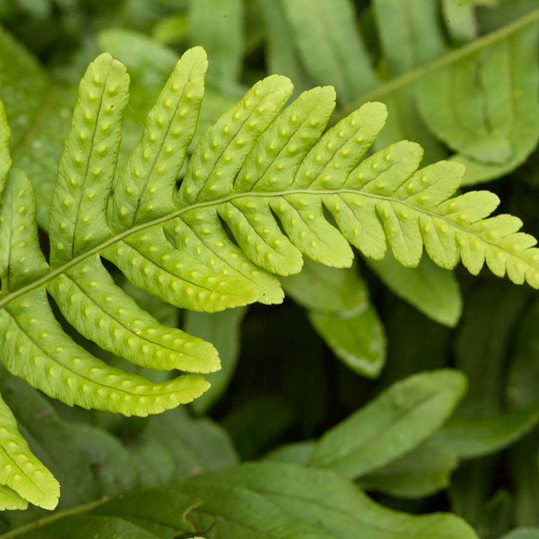Polypodium vulgare