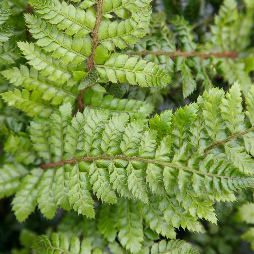 Polystichum polyblepharum