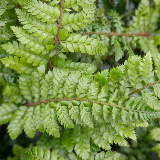 Polystichum polyblepharum
