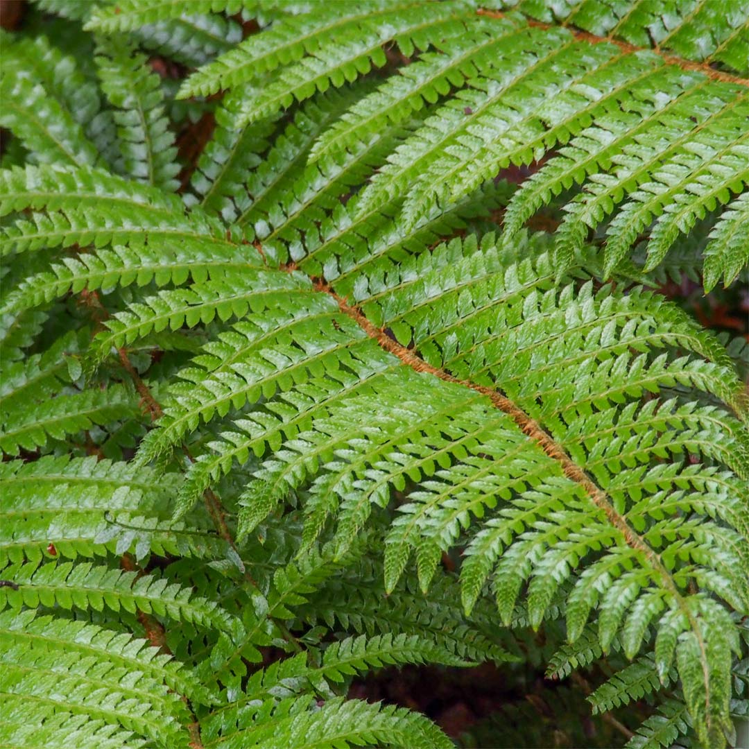 Polystichum polyblepharum