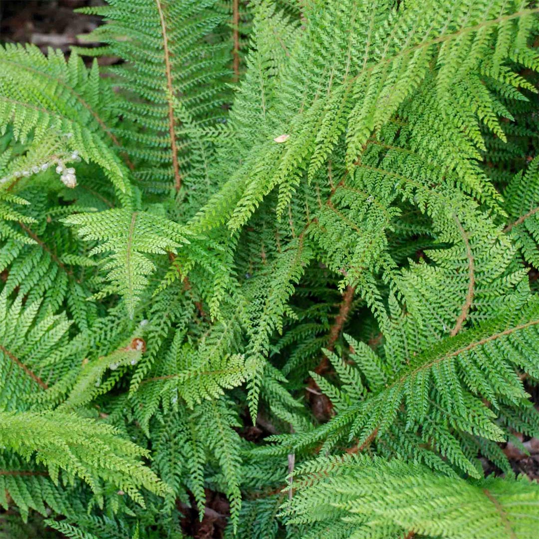 Polystichum setiferum