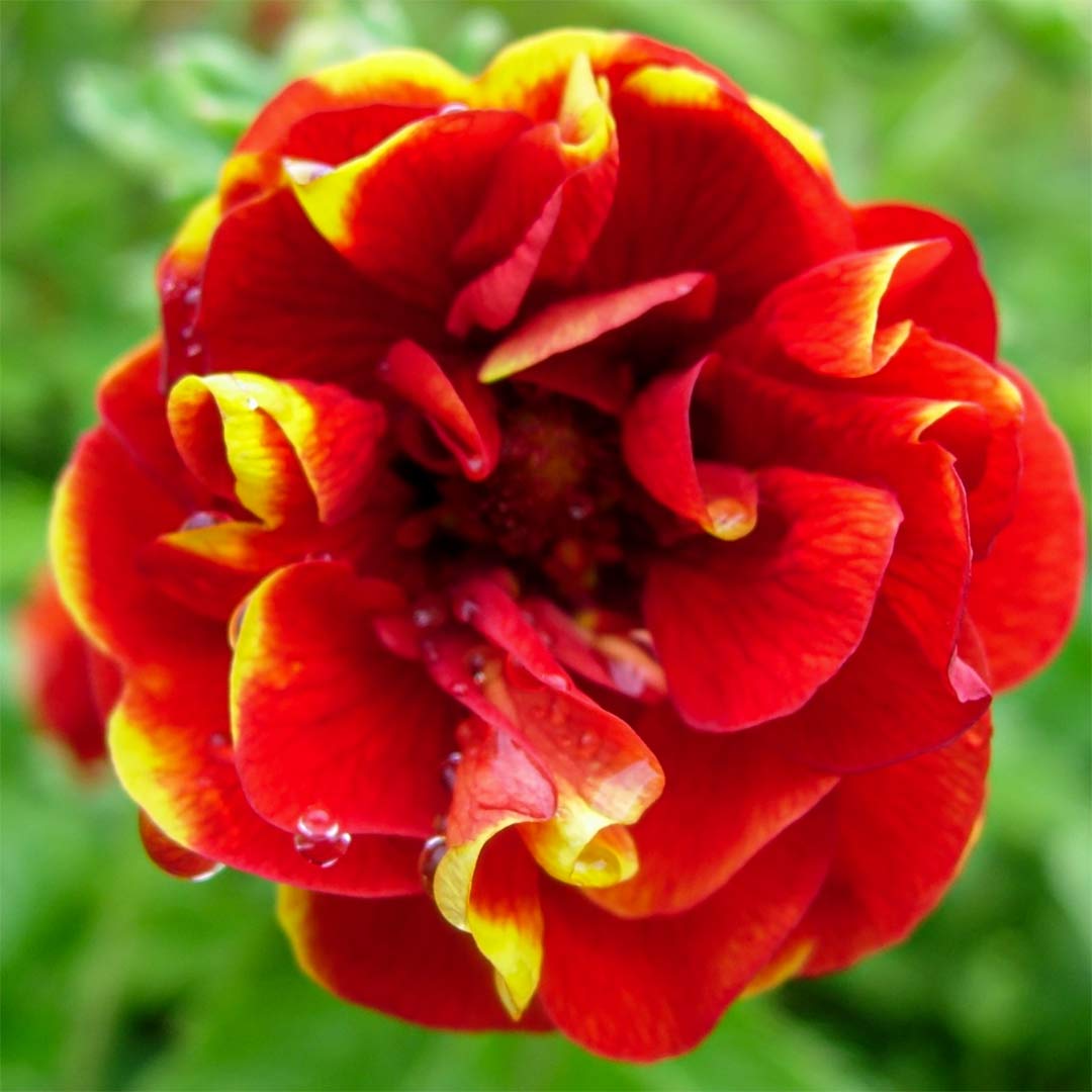 Potentilla 'Arc en Ciel'