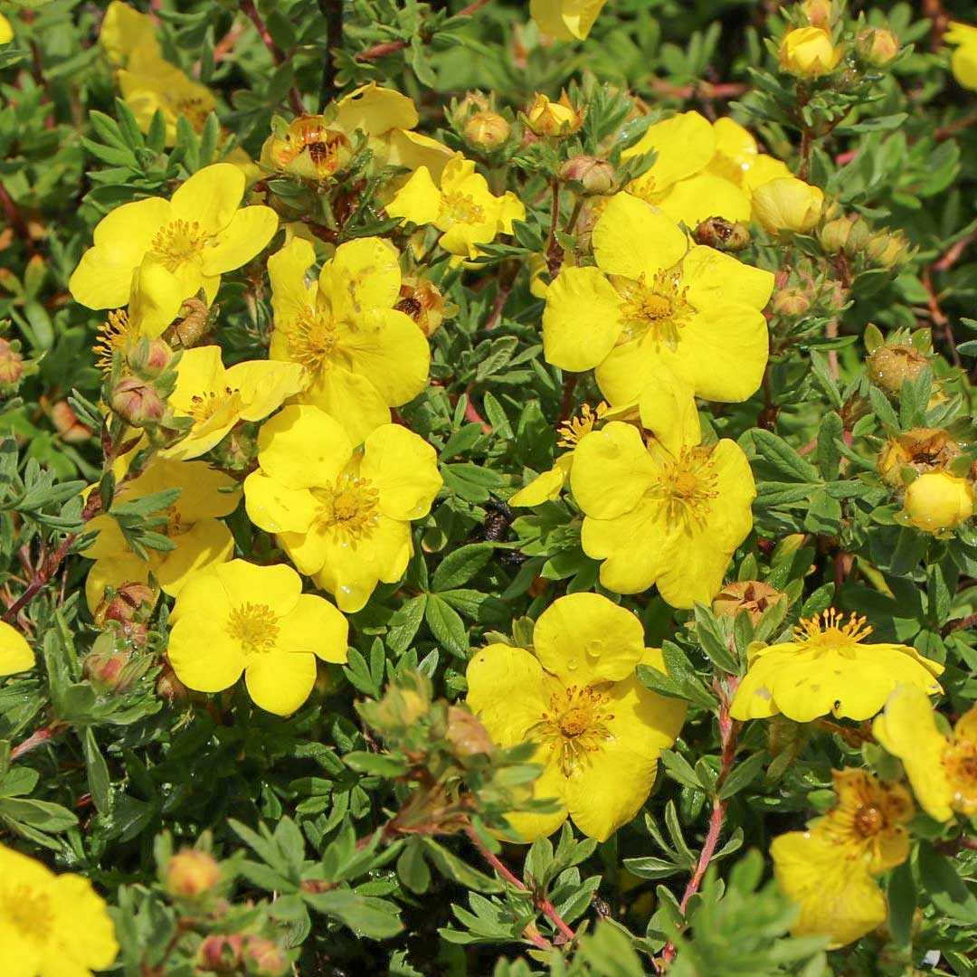 Potentilla fruticosa 'Goldstar'