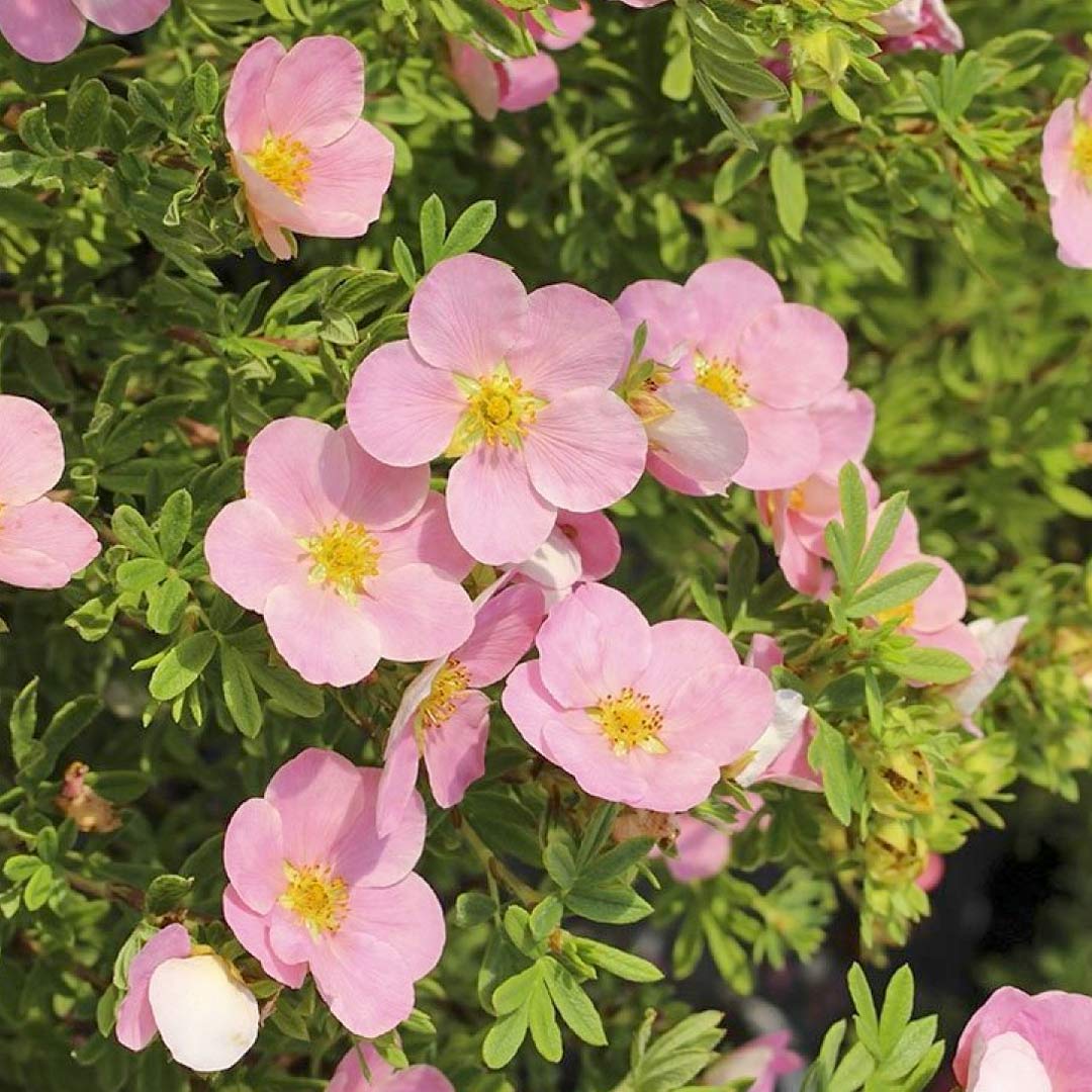 Potentilla fruticosa 'Lovely Pink'