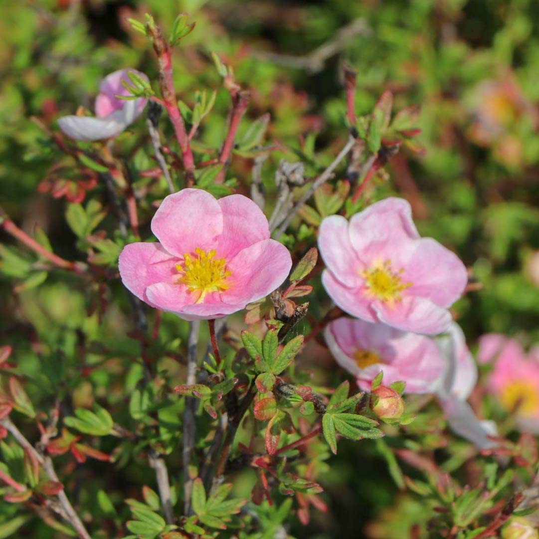 Potentilla fruticosa 'Princess'